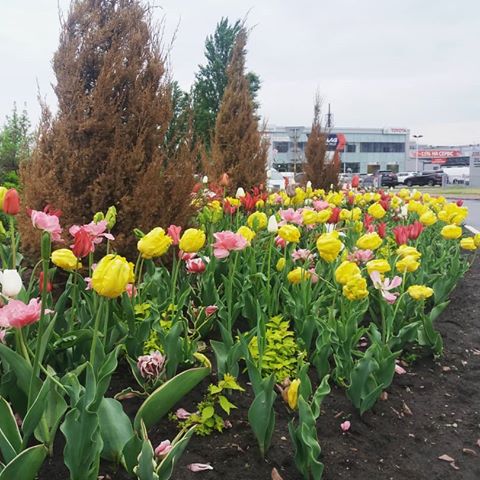 #nature #flowers #spring #colors #inspi_rita #yellow #bright #photo #photoshots #цветы #природа #тюльпаны #цвета #желтый #фото #быстроефото #яркий