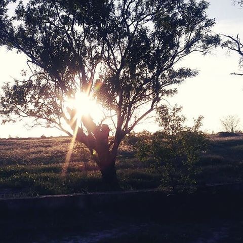 #поле#вечер#закат#солнце#свет#тень#деревья#тишина#лучи#силуэты#релакс#умиротворение#деревья#evening#grass#sun#light#shadow#trees#beautiful#relax
