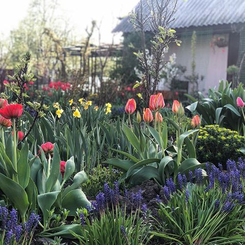 В цветочной деревне бушует весна!!! 🌿🌿🌿
Пока наши будущие сухоцветы еще набираются сил в теплице для будущего переезда в открытый грунт, глаза радуют тюльпаны, гиацинты, нарциссы и другие сочные растения 🌸😍