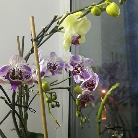 #орхидеи#домашниецветы#цветынаокне