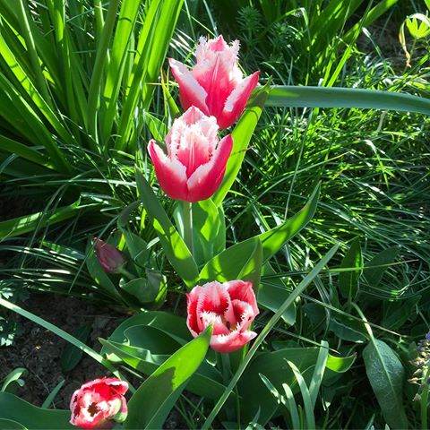 Flowers from grandma's garden 😍
#nature #naturephotography #flowers #garden #spring #beautiful #colorful #ipadphoto