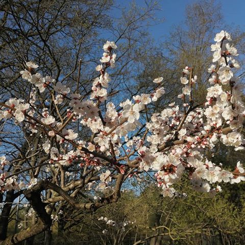 💞🌸
#японский#сад#вднх#цветы#сакура#москва#весна #garden #japan #flowers #tree #sakura#color #white #pink #day #spring #moscow #2019 #walk #weather #sun #park#sky