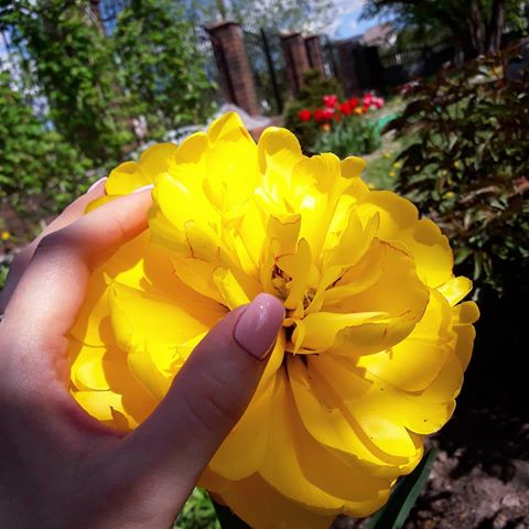 Just wanna show you the size of this tulip⚘ It's more than my hand 🖐16cm📏📐 "Monte Carlo" besides
.
.
#flower #flowers #macro #nature #tulips #tulip #crocuses #beautiful #beaute #beauty #petals #perfect #mothernature #instanature #mygarden #blossom #krokus #landscape #plants #spring #wow #сад #садовыецветы #дача #ландшафт #клумба #мойсад #big #тюльпаны