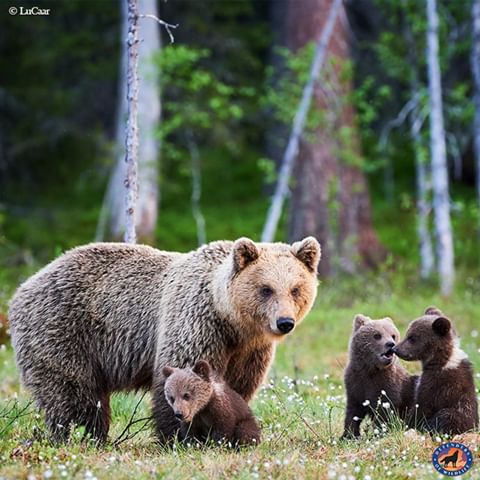 We need your help to protect grizzly bears! Congress plans to remove their Endangered Species Act protections, putting the species in immediate danger. Take action today! 
Click the link in our bio to let your elected officials know that you oppose this reckless plan to kill grizzlies!