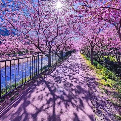 Cherry blossom tunnel in Japan 🤩.
.
.
Follow @beautifulplaces_inthe_world for more daily travel.
.
📸@tsumizo .
#nature_perfection#amazing#travel#instagram#naturegram#travelblogger#adventure#photography#explore#bestvacations#nature#naturephotography#special_shots#visualsgang#igworldclub#paradise #fantastic_earth#earthfocus#wonderful_places#ourplanetdaily#travelgram#welivetoexplore#heatercentral#fatalframes#moodygrams#theimaged#artofvisuals#vacations #japan #pink