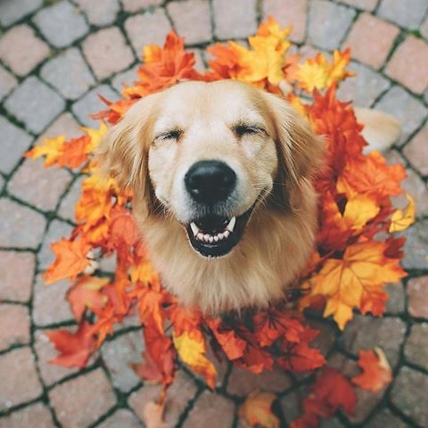 The happiest floof 🐶❤ Feat (📸: @lizzie.bear )