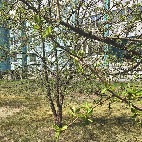 Привет, май 🥰
Красота в мелочах 🌿🌱🍃
#май2019 #весна #хорошегодня #haveaniceday #прогулка #прекрасныйдень #всецветет #весенниедни #nature #красотаприроды #природа #скоролето #брн22 #барнаул #алтай #spring #настроение #mood #зелень #деревья #красотанаулице #тепло #liketime #likes #l4l #счастье #happy #весна2019 #счастья #любви