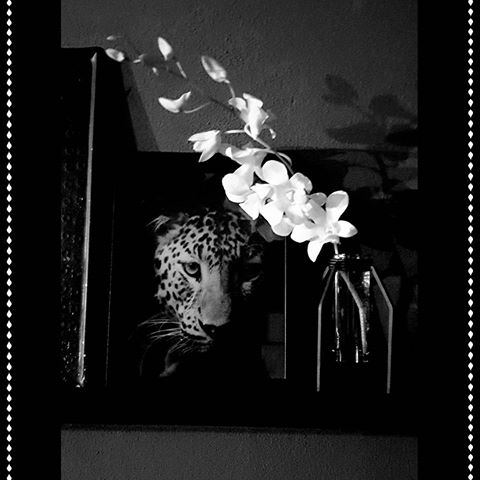 " Ze is stralend als glitters, bruisend als champagne en scherp als prikkeldraad" 
#interieur #interior #zwartwitgrijs #blackwhitegrey #binnenkijken #interiorstyle #interieurstyling #wooninspiratie #interiorinspiration #decoratie #homedecor #homedecoration #homestyle #homestyling #luipaard #leopard #dierenprint #animalprint #interieurkaart #orchidee #orchid #card #poster #pandlabel #pandstore #pandstoremeppel