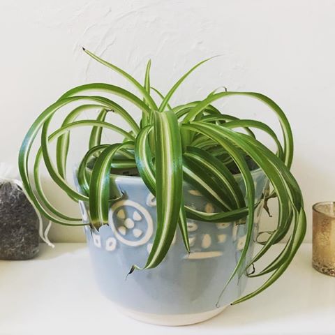 I am terrified of spiders, but I can deal with a spider plant 😃