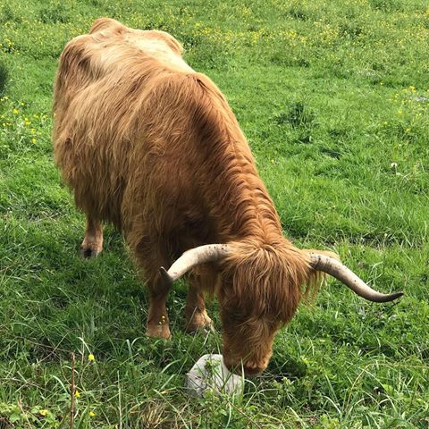 Vache highland bien occupé avec son bloc de sel... #vache #vaches #bétail #vachehighland #highlandcow #prairie #campagne #france #departementdelain #ain #rhonealpes #auvergnerhonealpes #nature #bio #elevage #ambronay