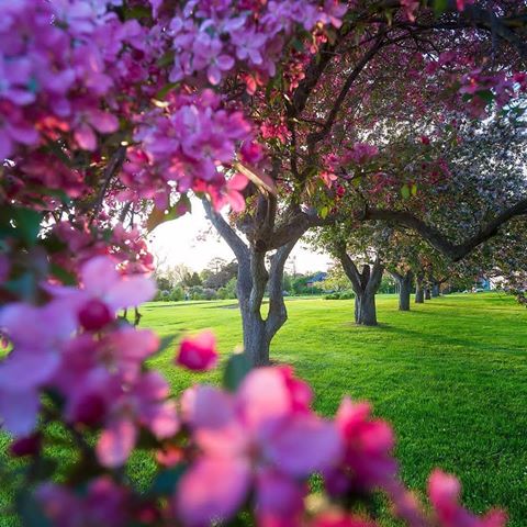 Spring in Ottawa🌸🏵🌸🏵
Place:Ottawa
Photo by @argenel
.
All photos belong to their respective photographers.
.
Follow @myfavoritepicturesss 
Tag #myfavoritepicturesss .
.
@myfavoritepicturesss  #landscapes #naturelover #landscape_lover #nature_seekers #landscapestyles #landscapehunter #view #naturelove #naturephotography #treescape #naturediversity #nature_prefection #treestagram #nature #landscape #mountains #amazing #sky #naturegram #naturewalk #landscape_lovers #tree #landscapelovers #naturephoto #naturelovers #trees #trip #nature_shooters #myfavoritepicturesss #natureonly