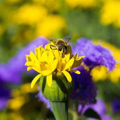 #цветок #цветы #пчела #лето #боке #макро #макросъемка
