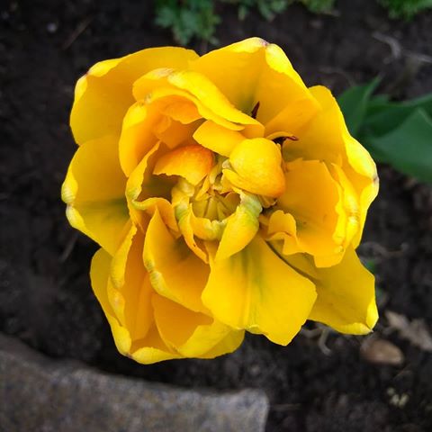 Просто нет слов) #тюльпан #махровыйтюльпан #желтыетюльпаны #цветение #цветы #весеннийбарнаул #Барнаул2019