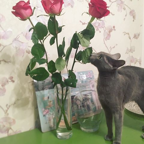 Моя маленькая идеальная леди! ☺️
Все цветы в доме для неё🤷🏻‍♀️
_______________________________
#леди #котэ #котейка #кошка #инстакот #русскаяголубаякошка #русскаяголубая #russianblue #russianbluecat #cat #instacat #kitty #май #весна #пушистоесчастье #домашнийлюбимец #интерьер #цветы #розы #букет #дом #безкотаижизньнета #девочкитакиедевочки #😻 #ваза #спб #москва #мск #петербург #санктпетербург