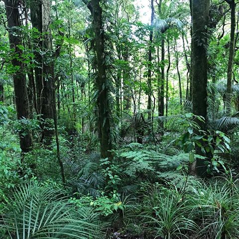New Zealand Jungle 🌿🌴#newzealand #puketiforest #jungle #greens