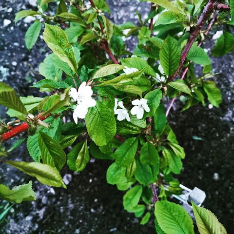 Поздравьте лайком ❤️ самое первое цветение наших черешни и яблони) 🙏🍎🍒
#май2019 #цвететяблоня #огород #сад #строимдоисчастьевнем #цветение
