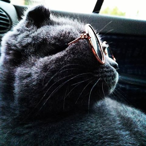 Мой бывший. Ребенок. Такой же гребень на пафосе как и я. Но только я еще и тупая овуляха. Дайте кота, мне. Трубы чешутся. И я не про горло. Хочу что б почесали, внутри.
.
.
.
.
#cats #cats_of_instagram #cat #catsofinstagram #catstagram #rivnecats #rivnegram #rivnecity #rivne #kiev #luck #people #petmemes #pet #likeforlikes #2019 #follow #followforfollowback #petsgram #кот #рівне #коты #мяу #подписказаподписку #лайктайм #лайк #eating #food #foodporn #mouse