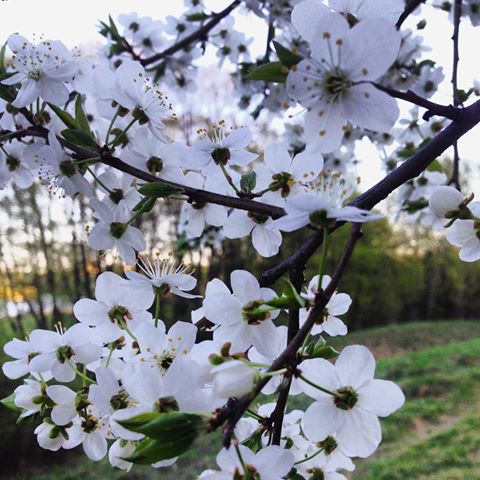 #яблонивцвету #деревья #цветочки #цветымосква #лес#коломенское #moscow #flowers#white #spring