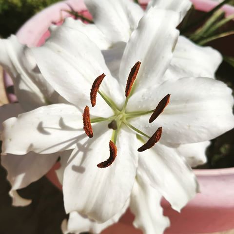 I just want to show you the quality of my phone. I'm shocked. 😱😍 #Want #Show #You #Quality #Phone #Mi9 #Xiaomi #Photo #Picture #Shocked #Flowers #Fleurs #Lys #Nature #Home #House #Sun #April #Details #Spring #Printemps #Love #Emojis #White #Big #Portable #Picture