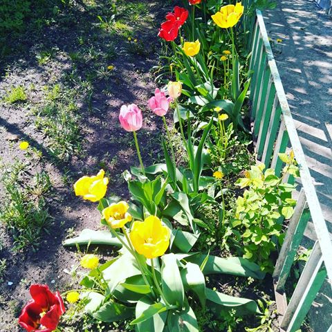 Люблю любое время года,ведь природа разная и своим разнообразием она прекрасна#красотаприроды#цветы#весна#тюльпаны