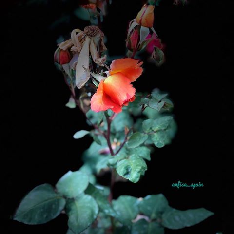 Rosas.  #flores#naturaleza#fiori#fleurs#blumen#flowers#Blumen#blomster#natur#roses#rosas#розы#garden#garten#giardino#jardin#