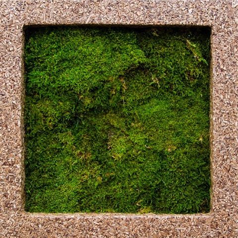 🌱 Prineste si s nami domov kúsok prírody - s machovými obrazmi je to jednoduché, dostupné sú u nás na predajni a aj cez nás e-shop www.hydroflora.sk
.
.
.
.
#mach #les #priroda #prirodzenakrasa #zdravie #zelena #zelen #rastliny
#hf #greenwall #hydroflora #mach  #machovastena #HydroFloraSK #interierovydizajn #mosswall  #green #greendesign #moss #wall #zelenastena #machoveobrazy #mach #hydroflora #hydroflorask #slovakia #obraz #vsco #insta_svk