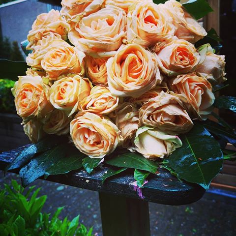 #humorandshit #roses #rose #roos #bloem #flowers  #flowers #flores🌺 #flores #bloemen