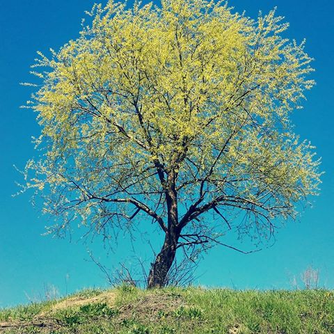 Мне нравятся деревья: по-моему, они лучше других умеют мириться с условиями жизни.
#дерево#весна#почки#пылбца#листья#погода#небо#цвета#краски#жизнь#отдых#природа#трава#
