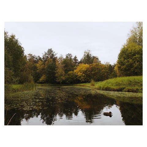 #autumn #fall #yellow #duck #golden #pond