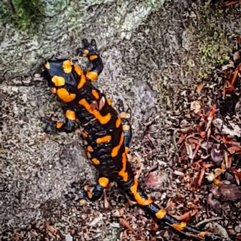 Beautiful salamander!🐊
#animals #salamander #wood #austria #salzkammergut #beautiful