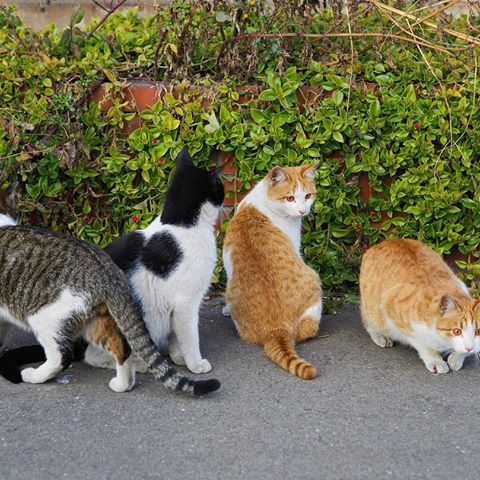 写真には載ってないがペロ吉、そしてハナクロ、ハチワレ、ちょび、ちび、みんな居なくなった。
さみしいね…
・
#僕らの居場所は言わにゃいで #ねこ日記 #CatDiary #ねこ #ネコ #猫 #Cat #ぬこ #ノラ猫 #野良猫 #Straycat #のらねこ部 #自由猫 #写真好きな人と繋がりたい #写真撮ってる人と繋がりたい #ファインダー越しの私の世界 #ねこ部 #にゃんすたぐらむ #nyanstagram #catstagram #ねこすたぐらむ #ig_japan #OLYMPUS #OMD #olympusomd #みんないなくなった