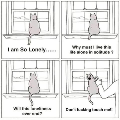 My love life in picture form. Except im not actually lonely, I'm just alone. 
#lovelife singledom #single #dom #noonegotthatjoke #itsok #notouch #cats  #catmemes #catjokes