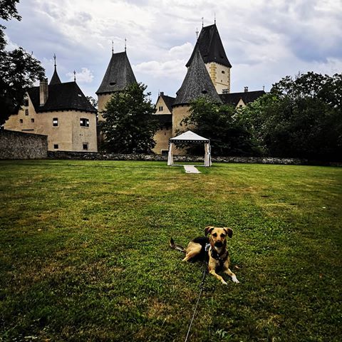 guarddog 🐶🏰 #guarddog #castle #schlossottenstein #beautiful #majestic #majesticdog #picsoftheday #instapic #instadog #dogofinstagram #dogstagram #dogaddict #muttdog #adoptdontshop #loweraustria #niederösterreich #austria #österreich #july2019