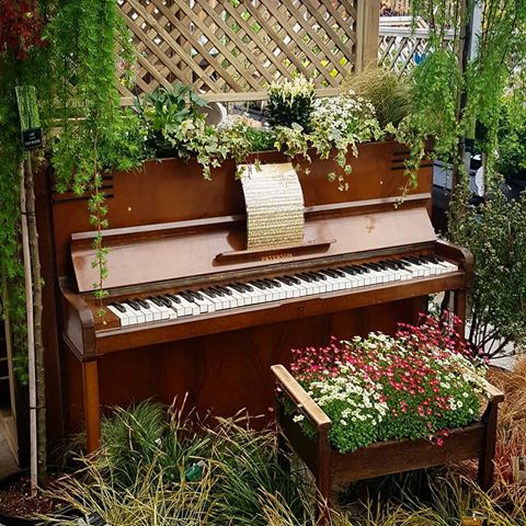 @gouldingsgardencentre beautiful display. Too good not photograph #oldpiano #vintage #gardencentee #display #plants #scotland #clydevalley #stunning
