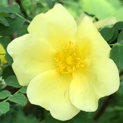 #カナリーバード
#バラ  #薔薇 #rose #ローズ #🌹
#黄色いバラ  #黄色の花
#バラが好きな人と繋がりたい 
#花が好きな人と繋がりたい 
#写真が好きな人と繋がりたい