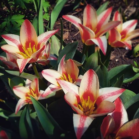 Первые тюльпаны в саду. А это значит, что сезон начинается! Скоро будет море фото с цветочками и клумбами)))) #сад #дача #садовыецветы #первоцветы #тюльпановоеморе #тюльпаны #ландшафтныйдизайнсаратов #ландшафтныйдизайн #ирифетисадик #mygarden #flovers #tulip