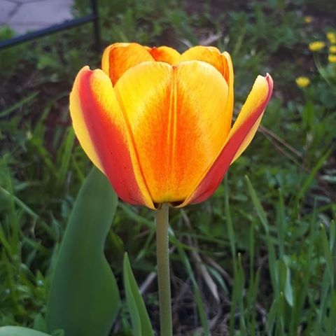 #моядача#дачнаяжизнь#любимаядача#тюльпаны#цветы#цветочки#дача