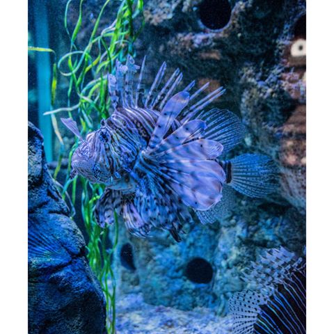 #lionfish#ocean#underwaterphotography#underwater#fish#photography#sea#sealife#coralreef#photography#foto#nature#photo#photooftheday#photographer#picoftheday#love#naturephotography#instagood#aquarium#fish#fishtank#water#freshwateraquarium#plantedaquarium#aquariumfish#aquariums#aquariumlife#fishkeeping#love#Nikon#Scheveningen#Nikon18300