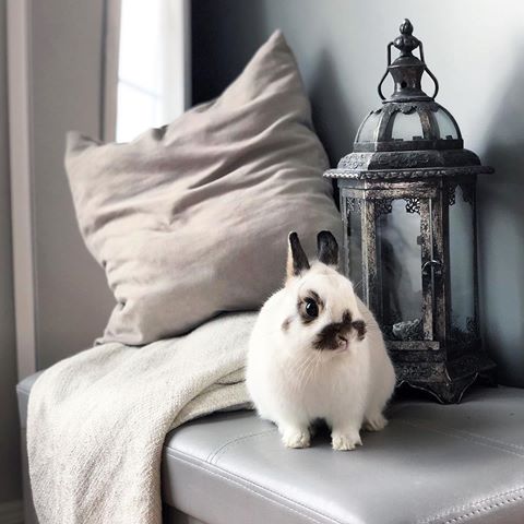 Royal portrait of Duke Bubbles of Norfolk County
.
.
.
.
.
#honestmom #motherhood #bestofmom #holdthemoments #mom #letthembelittle #momlife #bossbabe #momlifestyle #unitedinmotherhood #decor #minimalism #coparenting #family #noheat #curlyhairmom #curly #momboss #latinamom #latinamotherhood #latinablogger #plantmom #netherlanddwarf #bunny #rabbit