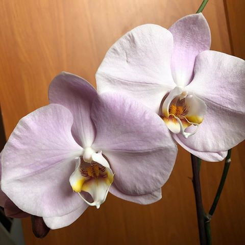 #орхидея#орхидеяфаленопсис#домашниецветы#цветы