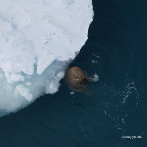 Video by @daisygilardini |  Nothing better than an ice floe for a back scratch!
Walrus skin is tough. Its thickness can vary from 1.5 to 3.9 inches (4 to 10cm). The skin’s brown colour grows paler as the animal ages. At birth, they’re usually dark brown. That fades to cinnamon in mature individuals.
Skin colour also varies depending on body temperature. The hotter the animal, the pinkier the skin; the colder the animal, the whiter. 
Shot with drone permit n. RPAS 4503, issued by Civil Aviation Authority – Norway - on expedition with @martinenckell and @roymangersnes
#walrus #polar #Svalbard #dronephotography #drone #wildlifephotography  #conservation #climatechange #climatechangeisreal #Nikon #lowepro #loweprobags  #gitzoinspires #frametheextraordinary #framedongitzo @gitzoinspires #eizousa #visualizedoneizo #sandisk #westerndigital @sailracingofficial #sailracing