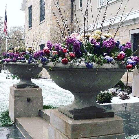 Beautiful spring flowers covered in snow, in front of a house that my friend designed for a lucky family. The inside is so gorgeous, I would easily move right in 🏡 .
.
.
.
.
.
#architecture #house #interiordesign #chicago #chicagointeriordesign #interiorarchitect #interiors #chicagointeriors #interiordesigner #modernluxuryinteriors #flowergram #spring #architecture