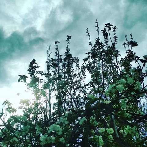 Я прям мечтаю, о нормальной камере ☺️
#пейзаж #фото #дерево #небо #красиво #небо #май #камера #redmi4x #camera