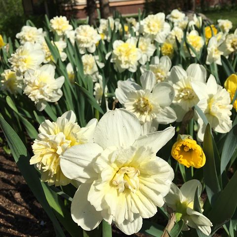 Как, как можно пройти мимо такой красоты и не показать вам 😍 В праздники зацвели тюльпаны, нарциссы и гиацинты, а какой аромат бесподобный... 💐😌 #цветы#работа#наработе#клумбы#тюльпаны#нарциссы#гиацинты#луковичные#весна#май#люблюцветы#моймир#красота#цветение#скрапбукинг