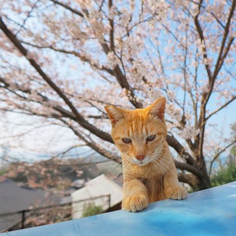 桜はいいですにゃ🌸
・
#僕らの居場所は言わにゃいで
#ねこ日記 #CatDiary #ねこ #ネコ #猫 #Cat #ぬこ #ノラ猫 #野良猫 #Straycat #のらねこ部 #自由猫 #写真好きな人と繋がりたい #写真撮ってる人と繋がりたい #ファインダー越しの私の世界 #ねこ部 #にゃんすたぐらむ #nyanstagram #catstagram #ねこすたぐらむ #ig_japan #OLYMPUS #OMD #olympusomd #さくら #桜 #さくらねこ