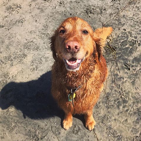 Another great day at dog beach ☀️☀️☀️
.
.
.
.
.
.
.
.
.
.
#delmar #delmarbeach #delmardogbeach #dogbeach #beachdog #kayabean #liondog #ilovedogs #dogsofinstagram #golden #goldenretriever #redgolden #goldenpup #goldenpupsquad #puppiesofinstagram #redhead #welovegoldens #puppy #puppylove #weeklyfluff #dailyfluff #bestpup #doggo #doge #dogoftheday #dogsofinsta
#goldentretrieverpuppy #goldenlove #golden_feature @golden_feature