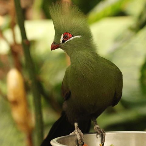 We bring you this gorgeous green turaco to brighten up your feed. 💚
This species is native to the forests of tropical West Africa and spends a lot of its time in the trees. You can spot our turacos in the humid climes of Reptile Tropics - we’re open every day from 10am to 5:30pm. 🌱
📷: Kate Boyce-Miles