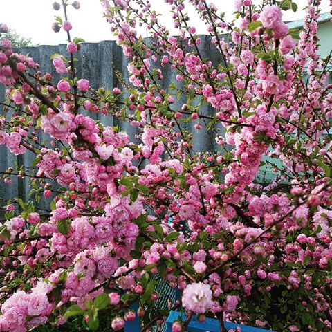 #фото #flowers #sunset #sunrays #pure #photooftheday #пейзаж #nature #clearance #l #dark #shooting #picture #photography #landscape #travel #розовый #spring #streetstyle #may #май #2 #красиво #сакура #цветение #sakura #さくら #japan #ピンク #pink