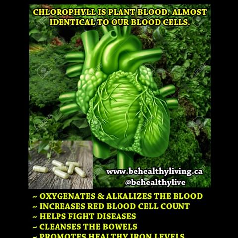 Chlorophyll is an excellent dietary supplement.  Chlorophyll possesses an amazing range of benefits and is readily available to everyone. Chlorophyll rich foods are also healthy in their own right and contain essential vitamins and nutrients needed for cardiovascular, muscular, and neural health. Consume foods containing chlorophyll or take a dietary supplement for best effect.
To purchase our Chlorophyll visit at our home page or visit www.behealthyliving.ca.  Follow us @behealthylive. 
#Chlorophyll  #greens #vegandiet #alkalinevegandiet #rawdiet #herbs #drsebi #herbalist #alkalinediet #healer #vegandiet #inflammation #detoxifiesmetals #eliminateparasites #colon #parasites #toxins #bacteriacleanse #cleanse #iron #healing #naturalherbs #awaken #healthylife #vancouverhealth #electricfoods #chilliwackhealthfoods #lovemyherbs #healthieroptions
All orders take 3 to 5 business days to ship.  You will receive an email with your tracking information as soon as we ship your order.  When you place an order, we will estimate shipping and delivery dates for you based on the availability of your items and the shipping options you choose. 
We can ship to virtually any address in the world.  Please be advised, some international orders may be subject to custom charges upon arrival. 
If you are pregnant or breastfeeding, consult your health care professional before using this product.  Discontinue use and consult your health care professional if any adverse reactions occur.