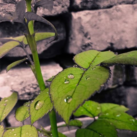Green
#greens #green #color #photography #photo #plant #plantphotography #brick #bricks #rose